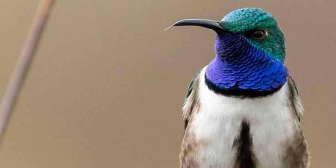 New Cerro de Arcos reserve to protect the Blue-Throated Hillstar!